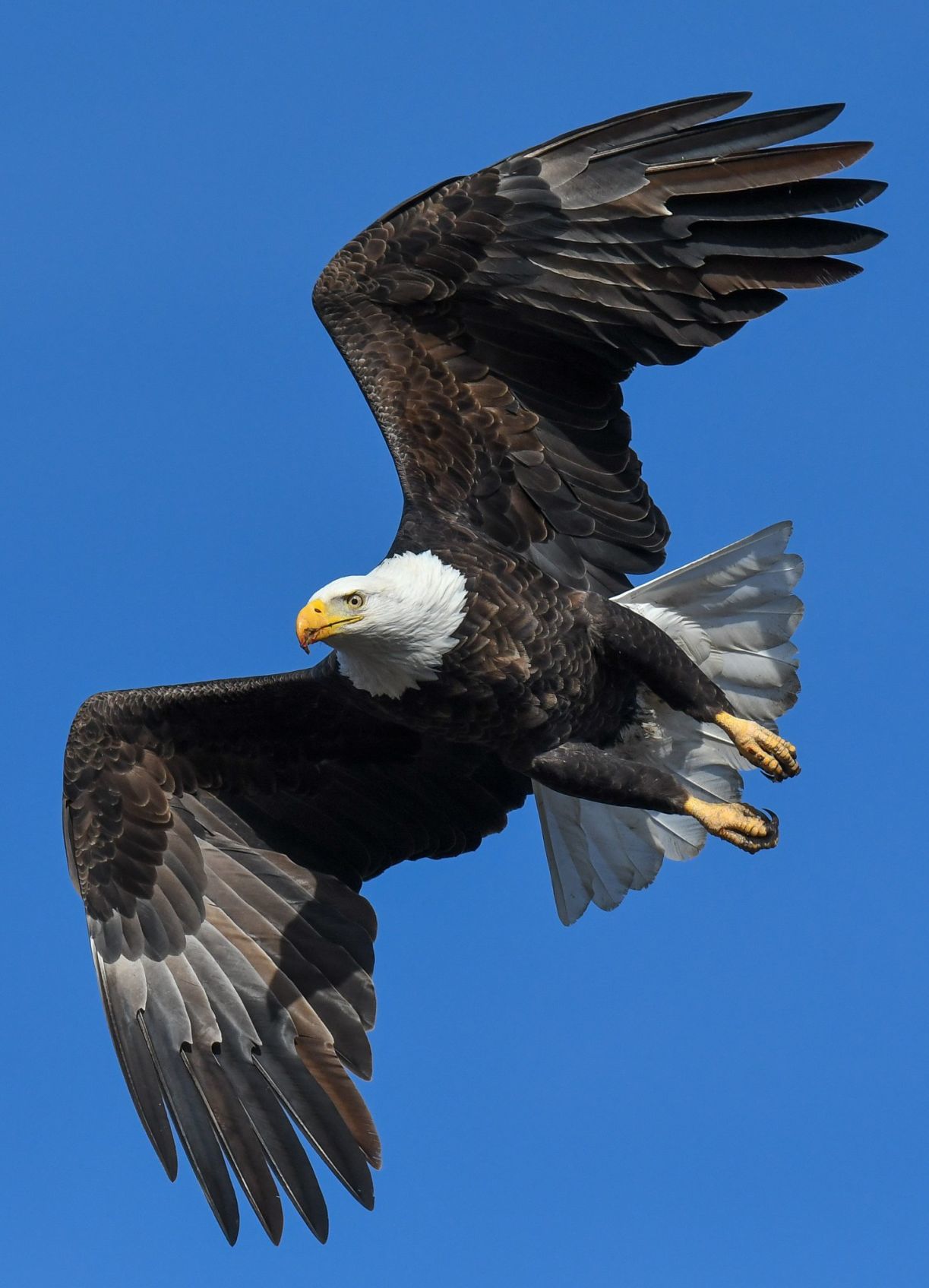 Looking for food